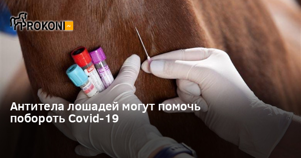 www.prokoni.ru