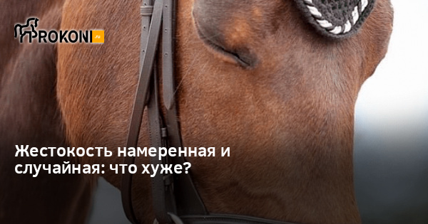 www.prokoni.ru