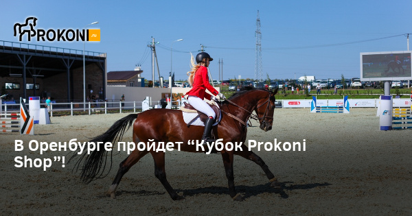 Прокони вакансии. Прокони вакансии. Иппотерапия в москве. Прокони итальянец. Арабо терец.