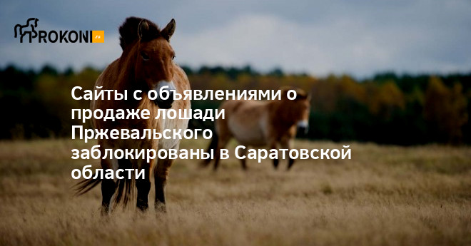 Купить Лошадь В Саратовской Области